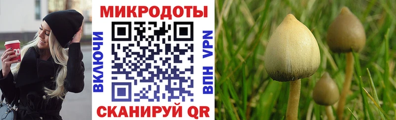 darknet официальный сайт  купить   ссылка на мегу как войти  Амурск  Псилоцибиновые грибы Psilocybine cubensis 